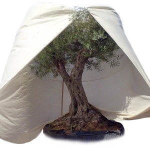 Beige Winterschutz Vlieshaube Mediterran (350x250cm) schützt große Pflanzen vor Frost.