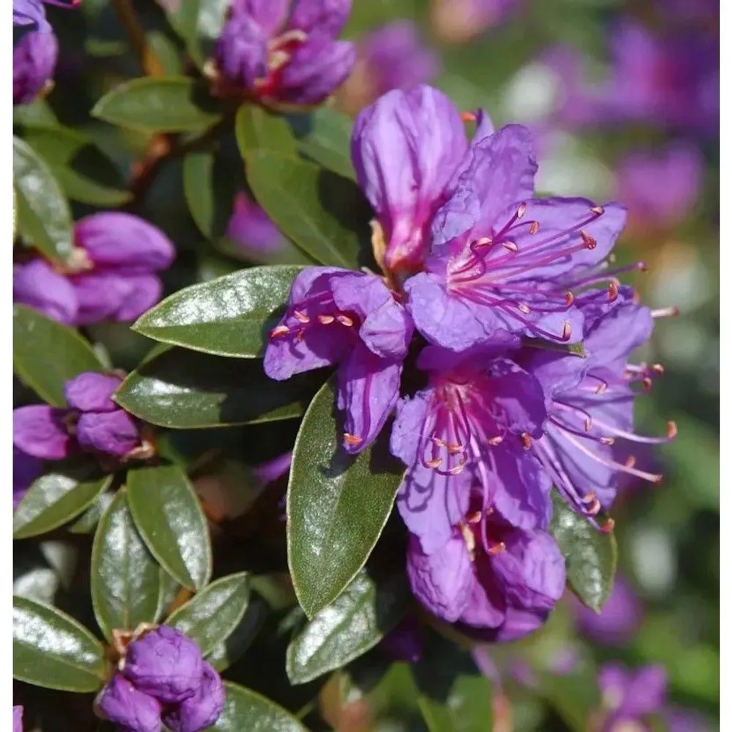 Zwerg Rhododendron Penheale Blue 40-50cm - Rhododendron russatum - Zwerg Alpenrose