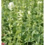Wiesen-Salbei 'Swan Lake' (Salvia pratensis) mit weißen Blüten im Detail.