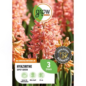 GROW by OBI Hyazinthe Gipsy Queen Orange 3 Stück Hyacinthus orientalis