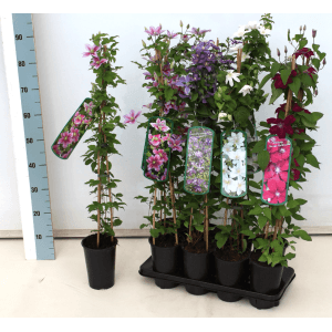 Clematis Hybride Honora Waldrebe, violette Kletterpflanze im Topf, verschiedene Sorten.