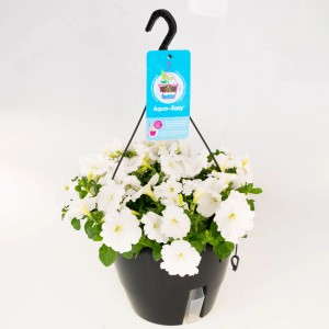 Weiße Petunie Easy Wave in Aqua Easy Ampel, Topf ca. 27cm. Hängepflanze für Balkon und Terrasse.