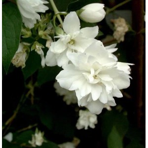 Nahaufnahme weißer, gefüllter Blüten des Gartenjasmin 'Minnesota Snowflake' (Philadelphus) mit grünen Blättern.