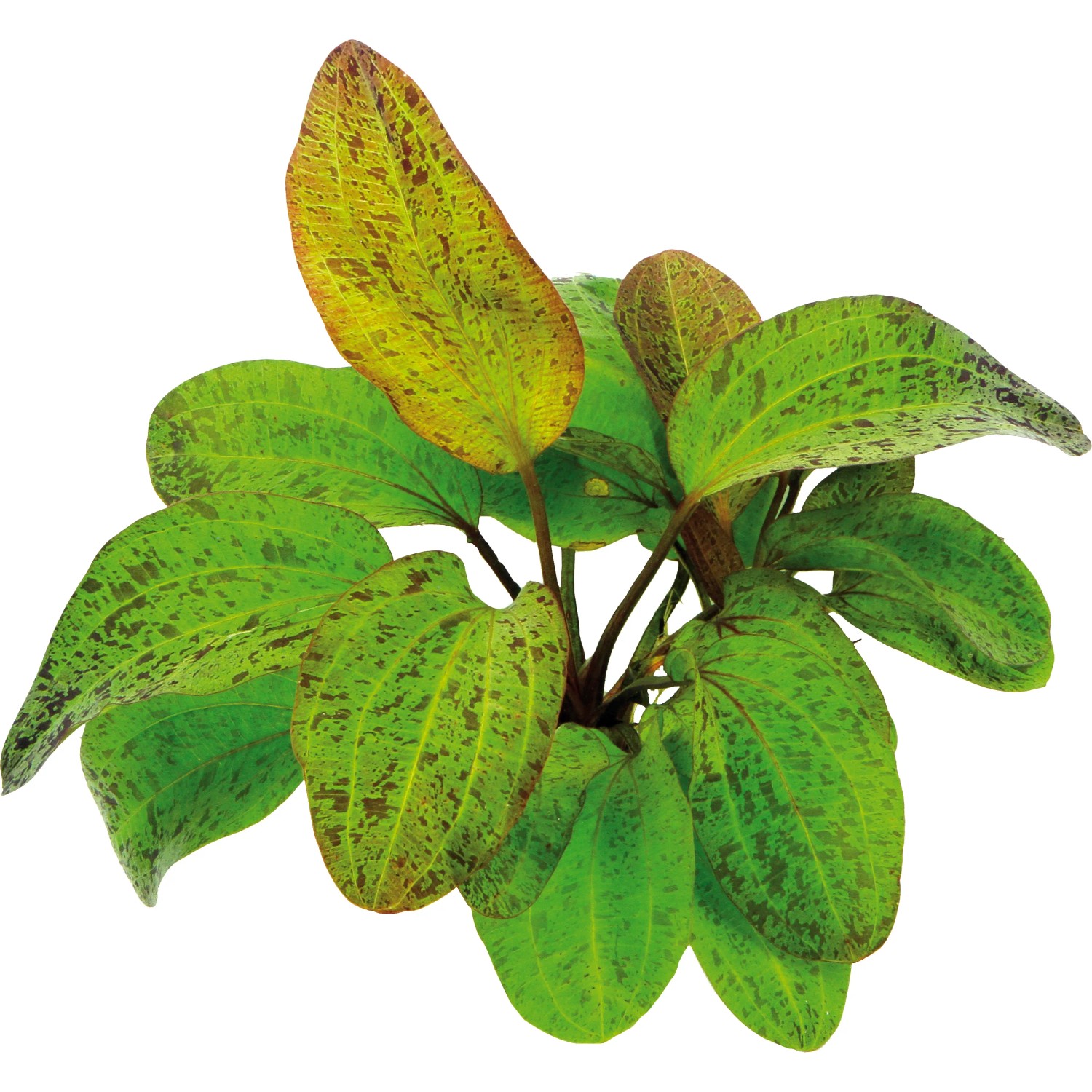 Dennerle Plants Aquariumpflanze Echinodorus Ozelot XML Pflanze