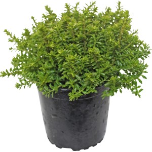 Strauchveronika 'Green Globe' im Topf, grüne Hebe für Beet und Kübel.