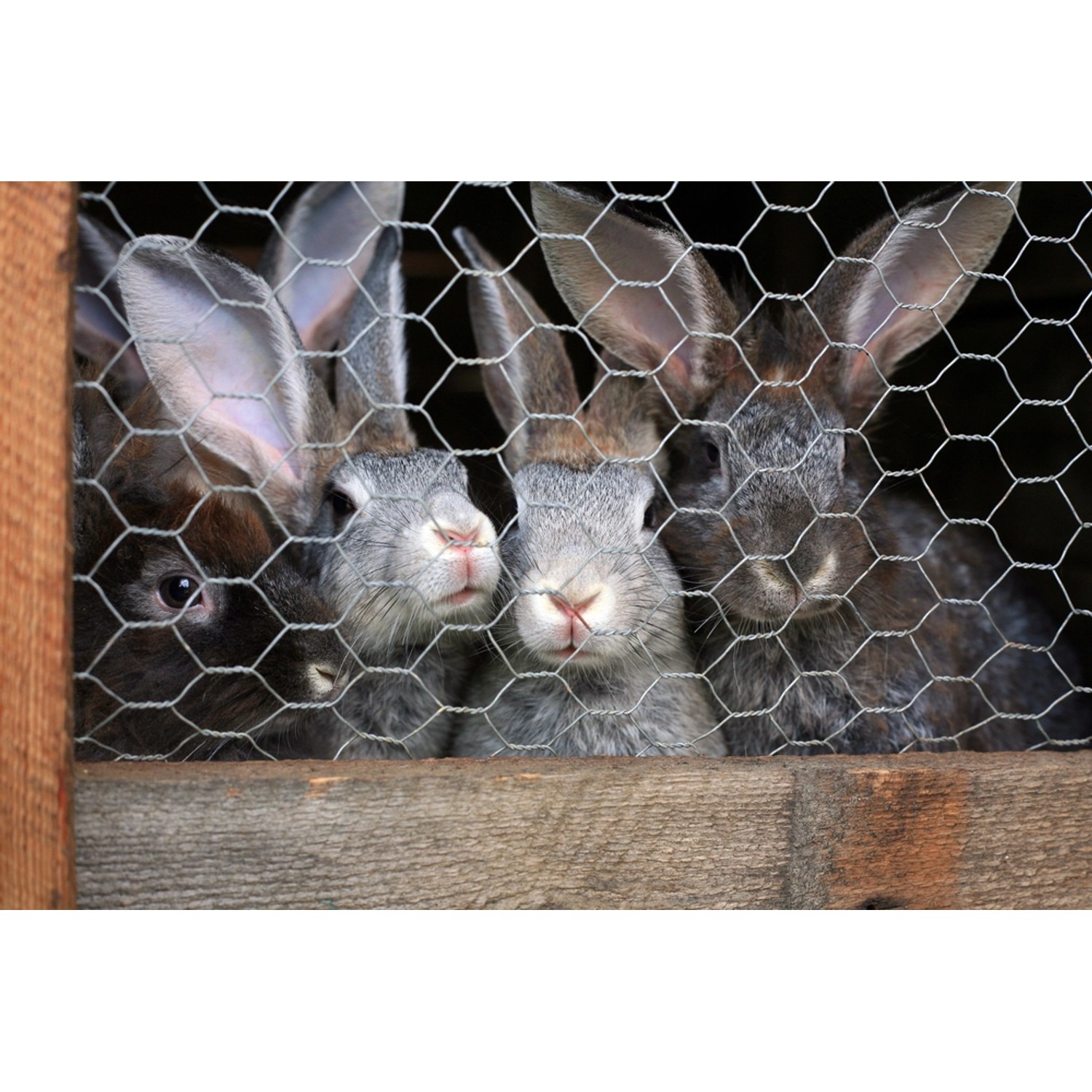 Kaninchen hinter Aquagart Sechseckgeflecht Hasendraht, Maschenweite 25x25mm.