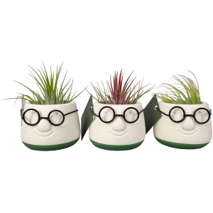 Drei Tillandsien im Mini Dude Keramiktopf mit Brille, verschiedene Sorten.