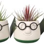 Drei Tillandsien im Mini Dude Keramiktopf mit Brille, verschiedene Sorten.