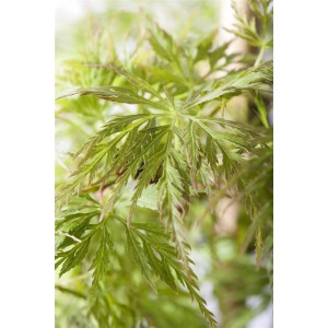 Detailaufnahme: Acer Palmatum Emerald Lace, ein grüner Japanischer Ahorn mit fein geschlitzten Blättern.