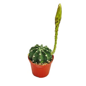 Kleine Echinopsis Subdenundata im Topf mit Blütenansatz, ein Exotenherz Kaktus.