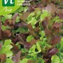 Kopfsalat 'Babyleaf Mix' Bio Saatgut ca. 1 g Mischung