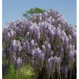 Blühender Blauregen 'Aunt Dee' (Wisteria floribunda) mit violetten Blütenkaskaden.