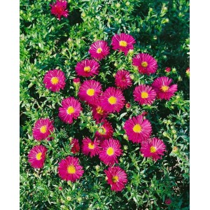 Nahaufnahme der Kissenaster Jenny mit leuchtend rosa Blüten und gelber Mitte.