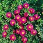 Nahaufnahme der Kissenaster Jenny mit leuchtend rosa Blüten und gelber Mitte.