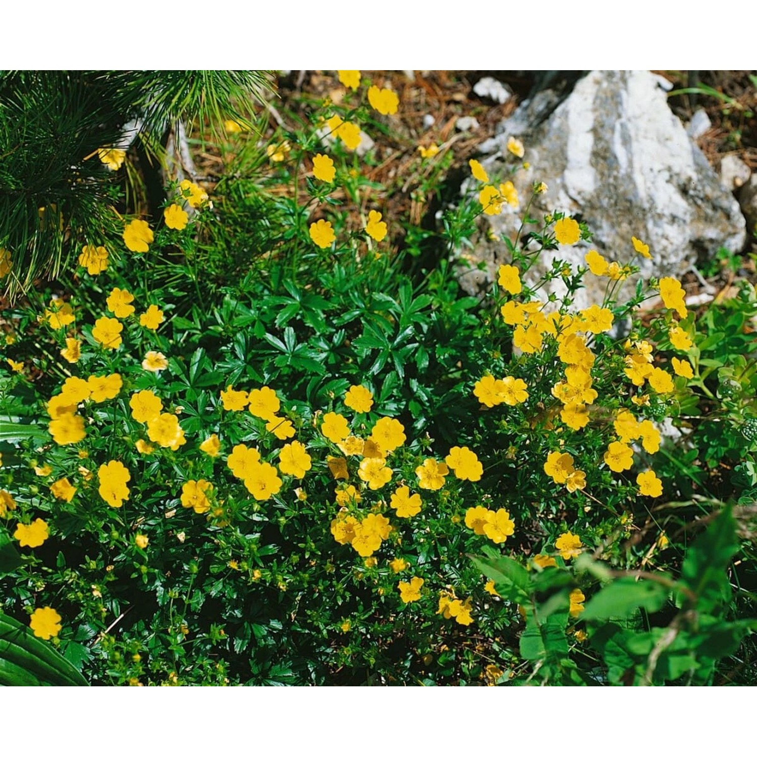Potentilla Argentea Silber Fingerkraut Ca. 9x9 cm Topf günstig online kaufen