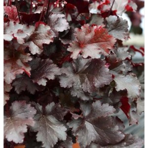 Purpurglöckchen 'Black Beauty' im Topf, dunkle Blätter mit rötlichen Akzenten.