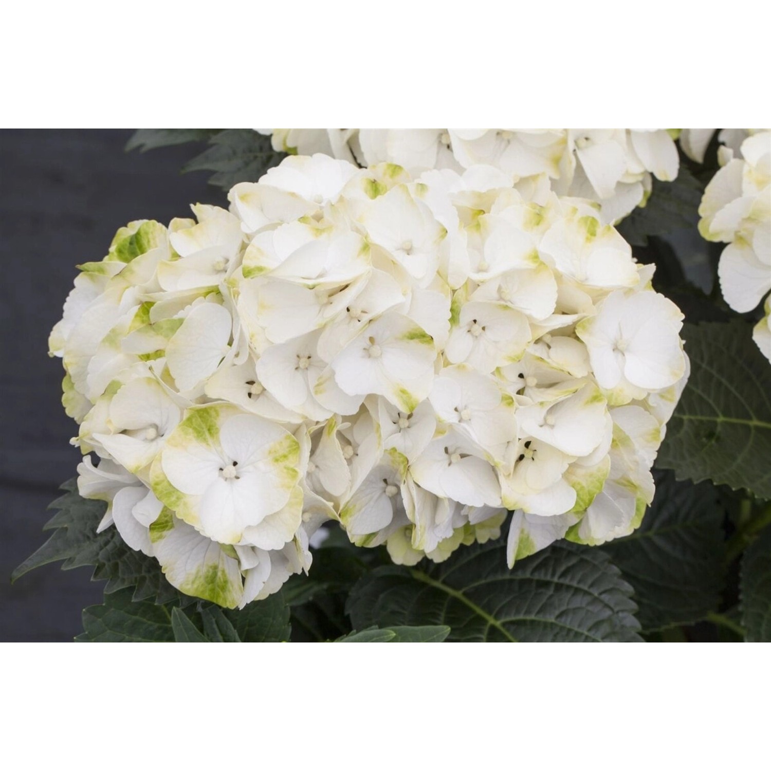 Hydrangea Mac. 'Caipirinha' Hortensie 30-40 cm günstig online kaufen