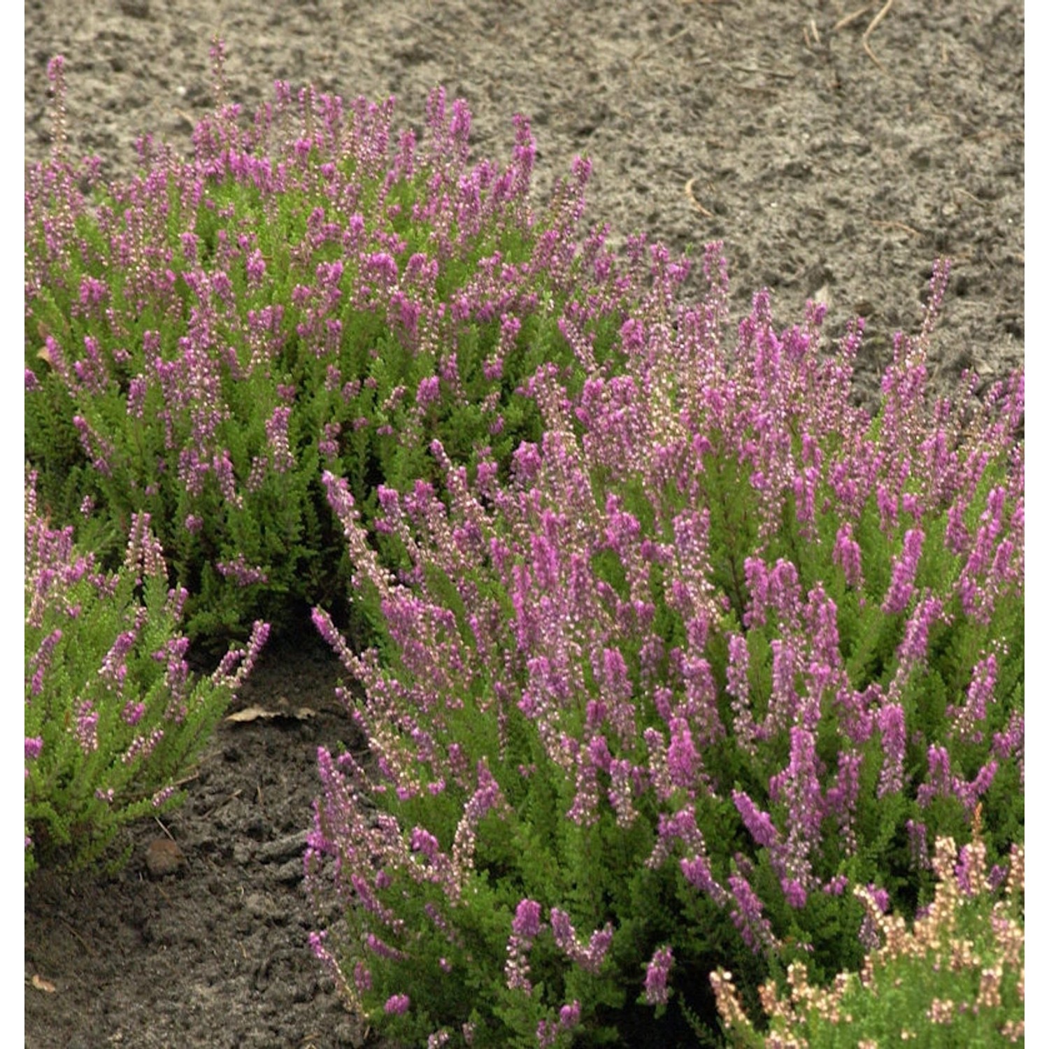 10x Besenheide Roter Oktober - Calluna vulgaris günstig online kaufen