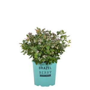 Heidelbeere Peach Sorbet im Topf: Kompakter Strauch mit bunten Blättern und reifen, hellblauen Beeren.