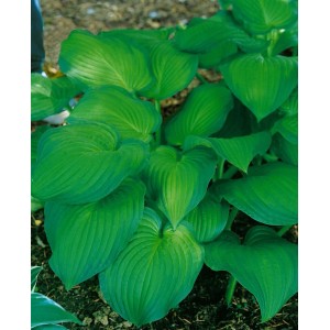 Funkie 'Midwest Magic' (Hosta Sieboldiana) im Topf, grüne Blätter mit gelbem Rand.
