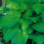 Funkie 'Midwest Magic' (Hosta Sieboldiana) im Topf, grüne Blätter mit gelbem Rand.