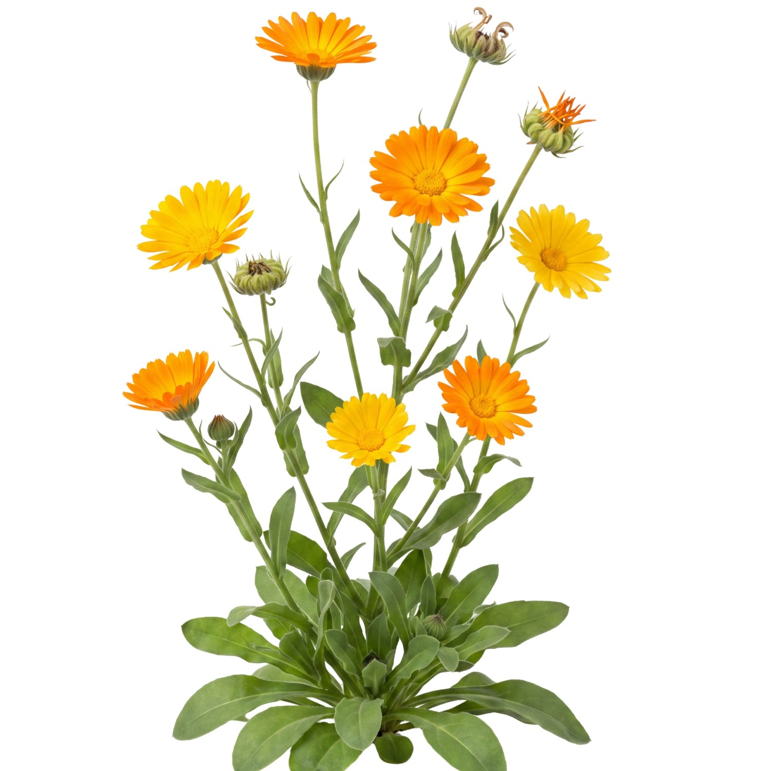 LaCaTho Ringelblume Samen Calendula Officinalis 500 Samen Orange Blüten Heilpflanze