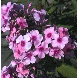 Nahaufnahme der rosa Flammenblume 'Pink Lady' (Phlox paniculata), eine dekorative Staude.