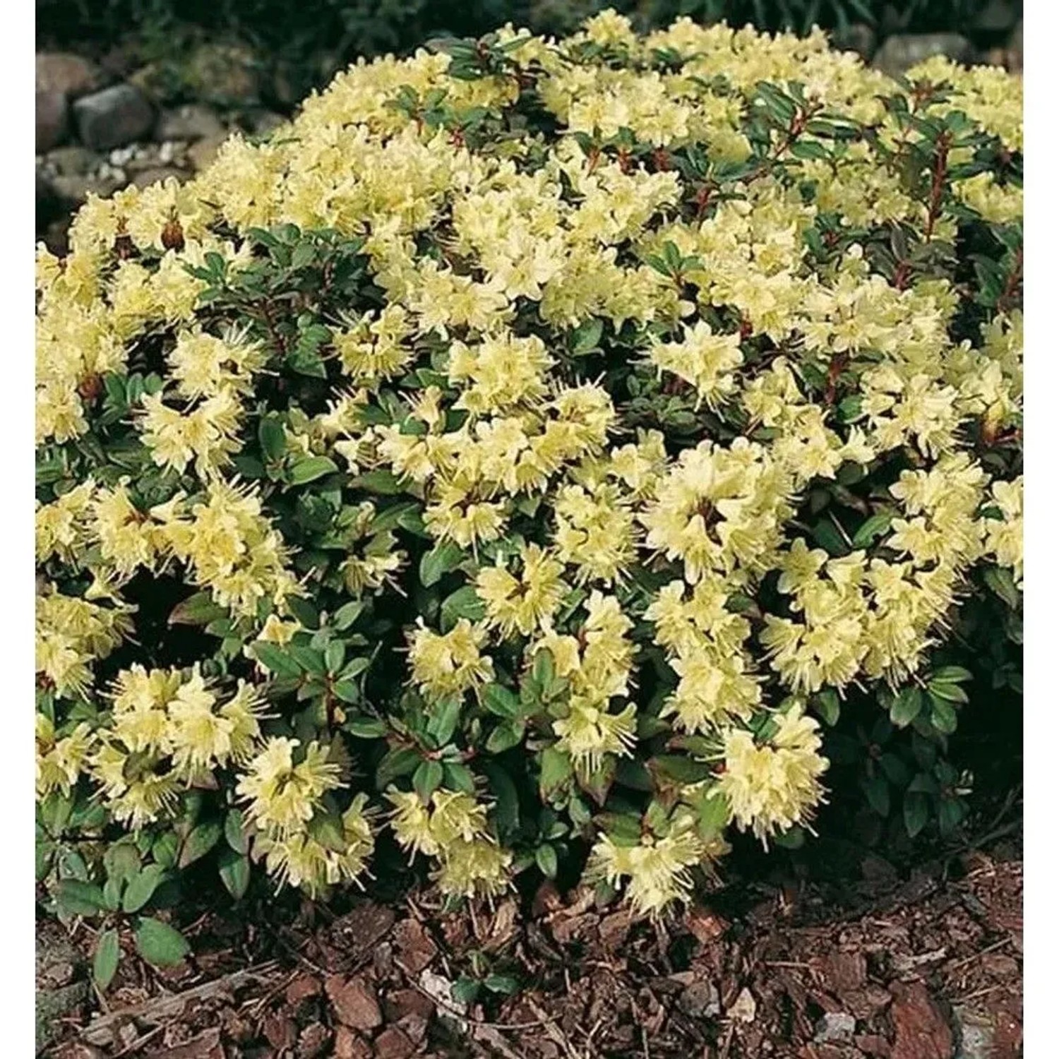 Zwerg Rhododendron Princess Anne 20-25cm - Zwerg Alpenrose
