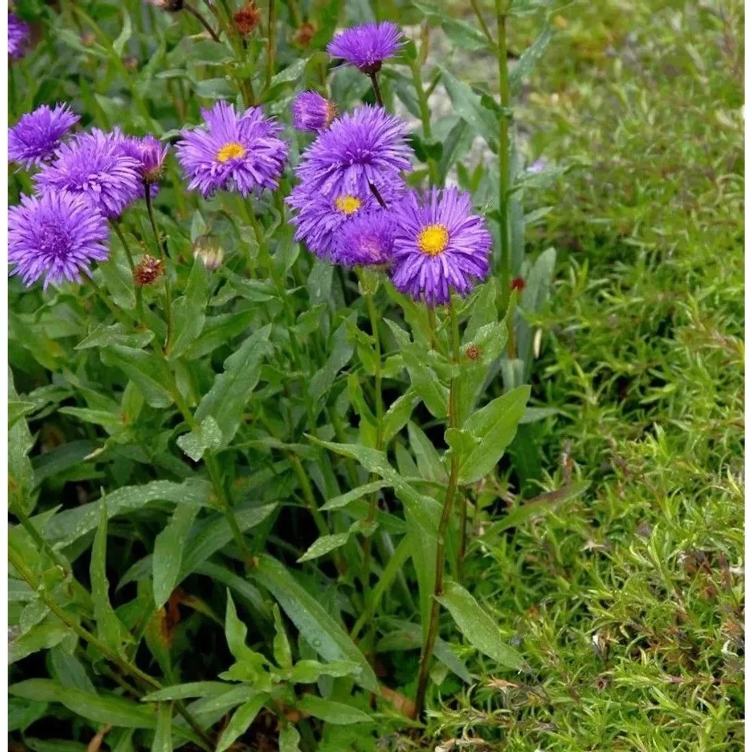 Alpenaster Dunkle Schöne - Aster alpinus