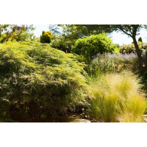 Japanischer Ahorn 'Filigran' mit fein geschlitzten Blättern im Garten, Stammhöhe 80 cm.