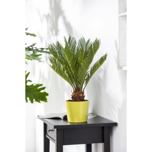 GROW by OBI Palmfarn (Cycas Revoluta), ca. 45 cm hoch, im gelben Topf auf einem schwarzen Tisch.