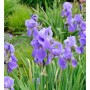 Blühende, violette Schwertlilie 'Empress of India' im Gartenbeet.