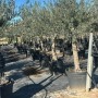 Verzweigter Olivenbaum Olea Europaea, 190 cm, im Topf. Graugrüne Blätter, robuster Stamm. Perfekt als Hausbaum.