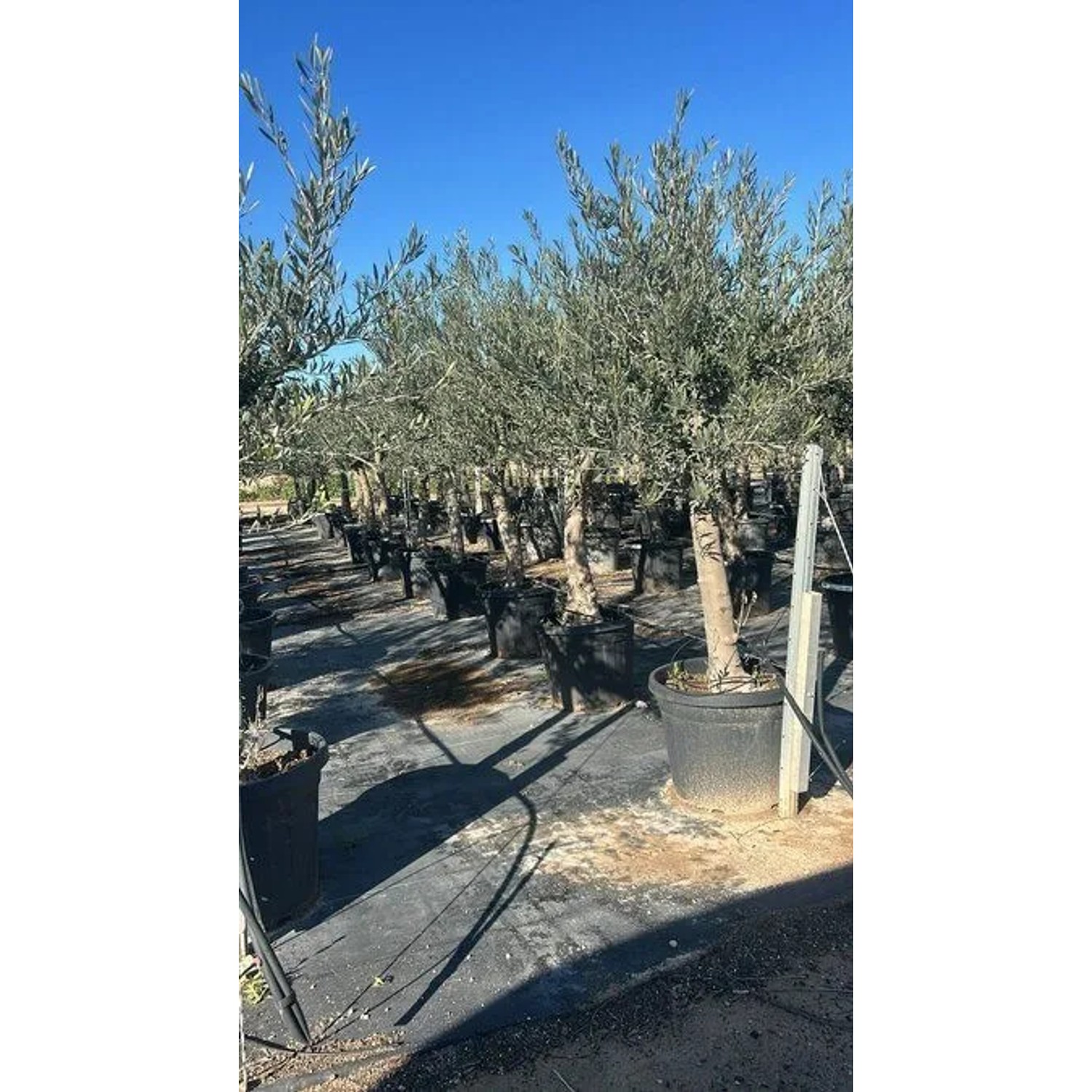 Verzweigter Olivenbaum Olea Europaea, 190 cm, im Topf. Graugrüne Blätter, robuster Stamm. Perfekt als Hausbaum.