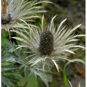 Nahaufnahme der Garten-Mannstreu Donard (Eryngium zabelii) Staude mit silbrig-blauen Blüten.