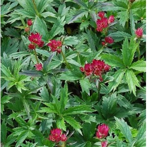 Foto der Sterndolde Primadonna (Astrantia major) mit roten Blüten und grünen Blättern.