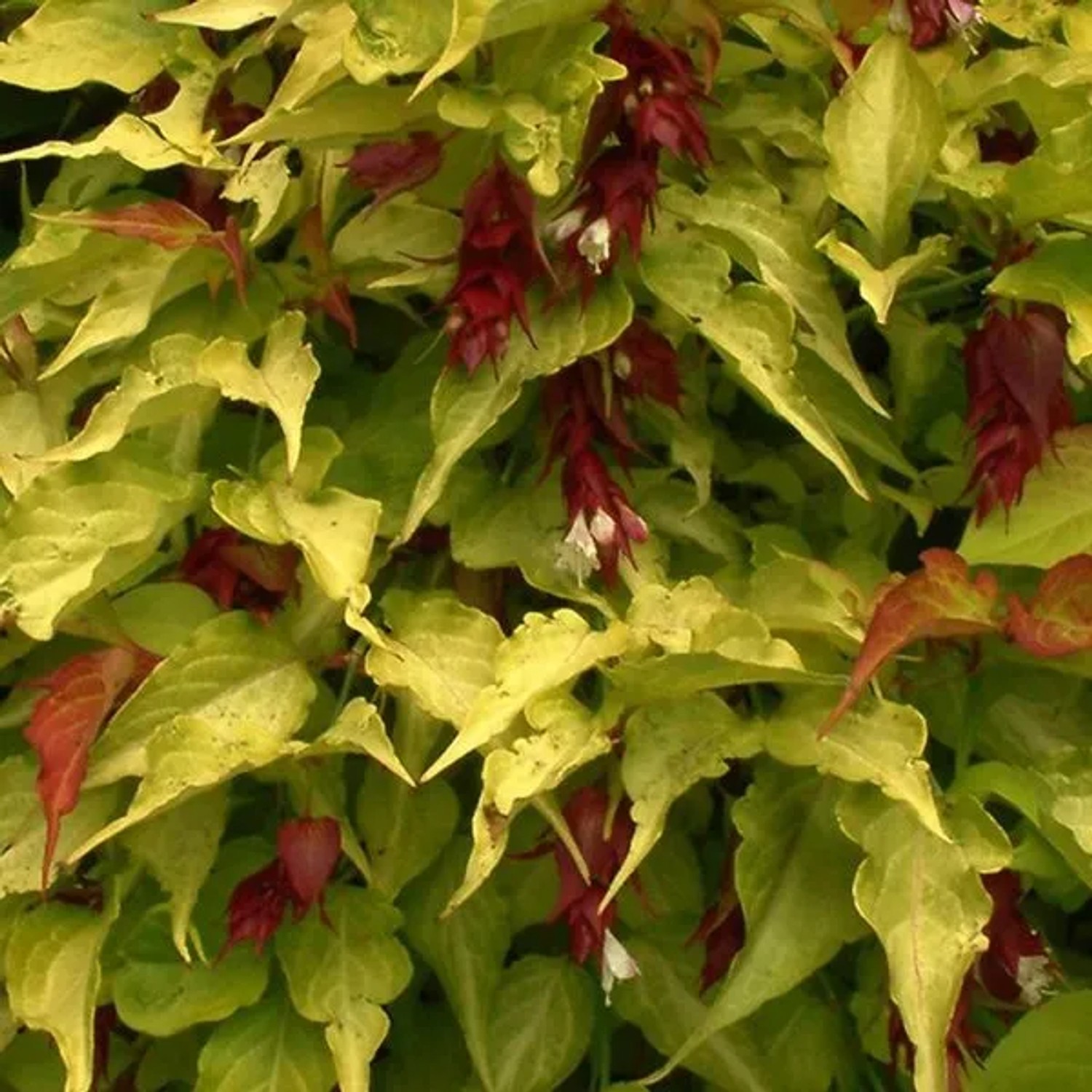 Leycesterie 'Golden Lanterns' Leycesteria formosa 40 bis 50 cm im Container Goldgelbes Laub
