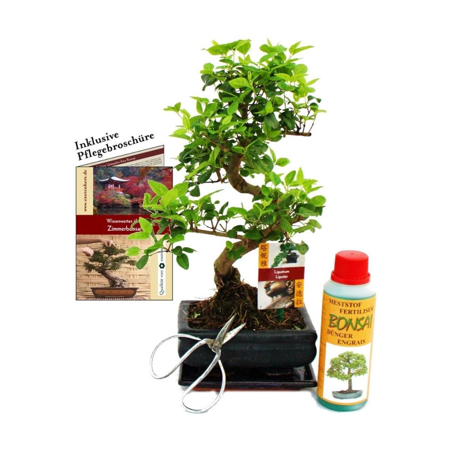 Exotenherz Geschenkset Bonsai Ligustrum Chinesischer Liguster ca. 6 Jahre Alt Anfänger-Set