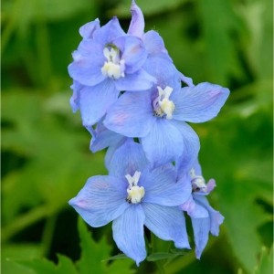 Blauer Hoher Rittersporn Werratal (Delphinium elatum) im Detail.