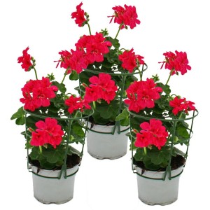 Set aus 3 hängenden, pinken Exotenherz Geranien (Pelargonium peltatum) im 12cm Topf.