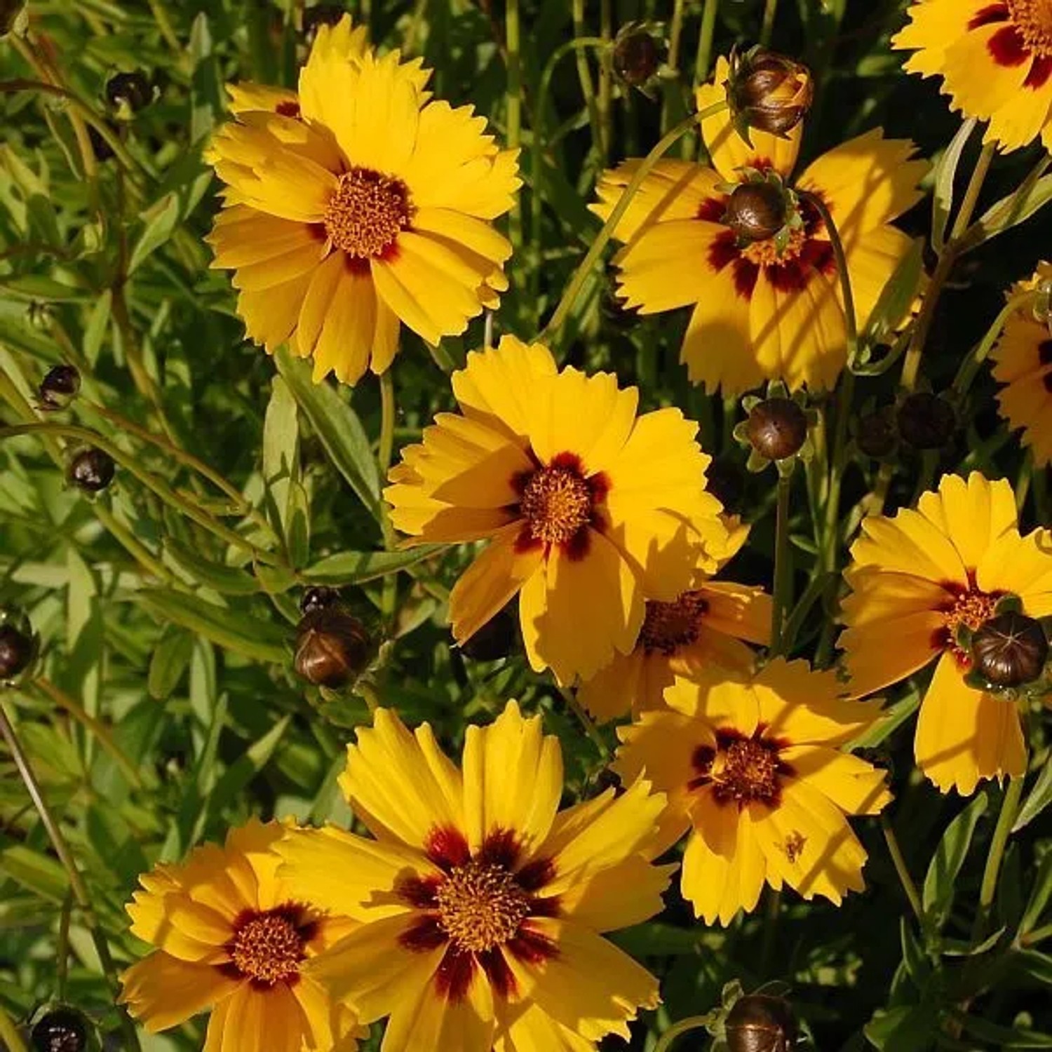 Mädchenauge Sterntaler - Coreopsis,anceolata