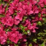 Nahaufnahme der Japanischen Azalee Hino Crimson mit leuchtend roten Blüten und grünen Blättern.