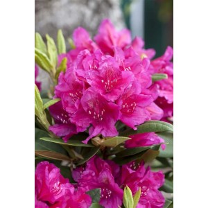 Leuchtend roter Rhododendron Hybr. Dr. H. C. Dresselhuys, Nahaufnahme der Blüten.