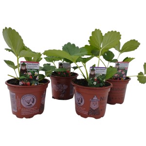 Naturfreund Erdbeeren, 4 Sorten im Topf (Ø 9,5cm). Verschiedene Erdbeerpflanzen im Set.