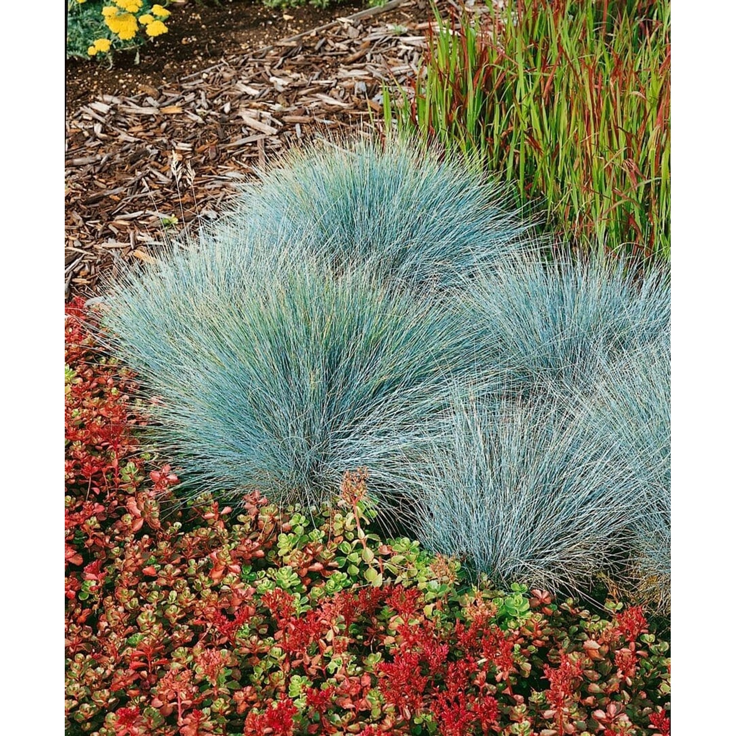 Festuca Glauca Elijah Blue Blauschwingel Ca. 9x9 cm Topf günstig online kaufen