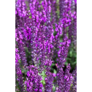 Nahaufnahme des lilafarbenen Zier-Salbei 'Marvel Roze' von GROW by OBI im Topf.