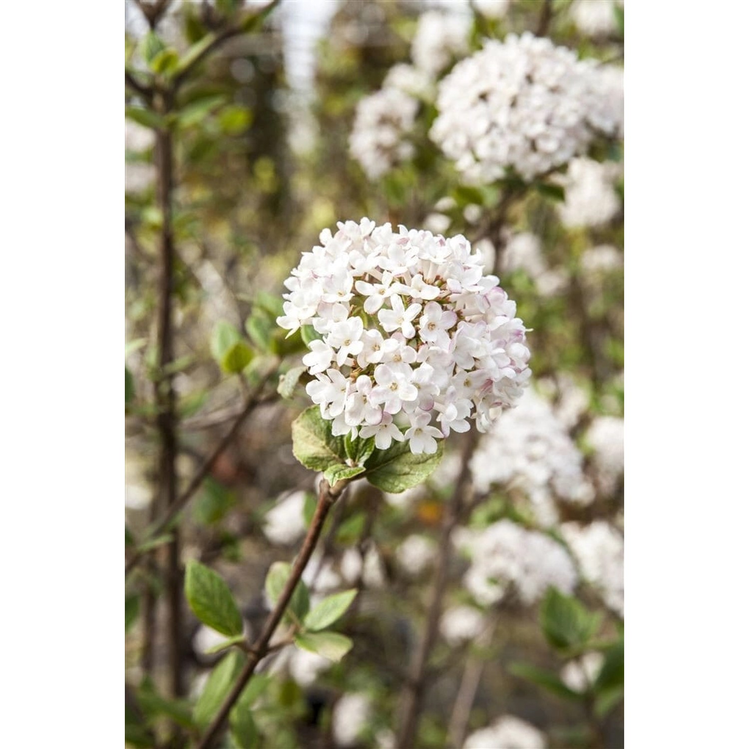 Viburnum Burkwoodii Mohawk Duft-Schneeball Weiß-Rosa 40–60 cm günstig online kaufen