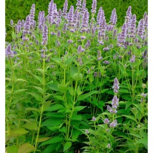 Blühende Duftnessel 'Ayala' (Agastache cultorum) im Garten, violette Blütenstände.