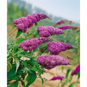 Violette Buddleja Schmetterlingsstrauch Ile De France mit grünen Blättern.