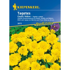 Kiepenkerl Tagetes Cresto Yellow Gelb: Gelbe Studentenblumen für Beet und Balkon.